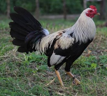 enfermedades de gallos finos de pelea