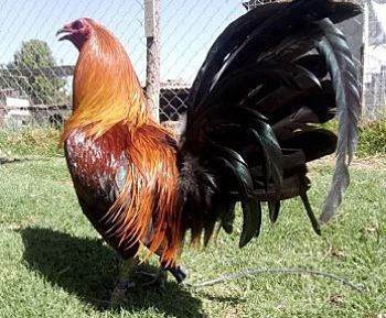 gallos de pelea viruela aviar tratamiento casero