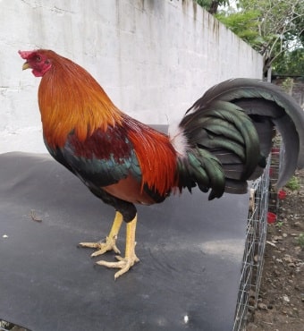 cuida de gallos de pelea de pulgada