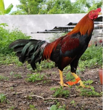 preparacion de gallos de pelea