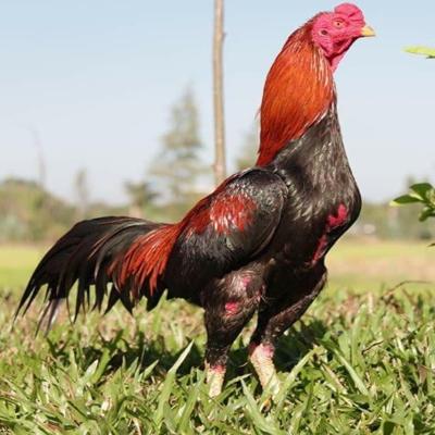 características del gallo asil puro