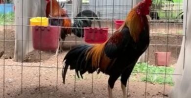 gallos asil caracteristicas