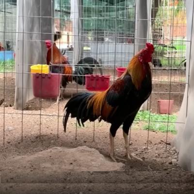 gallos asil caracteristicas