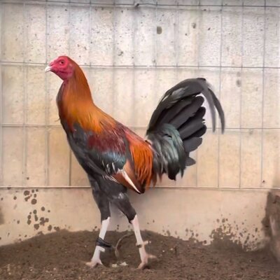 caracteristicas de los gallos roundhead