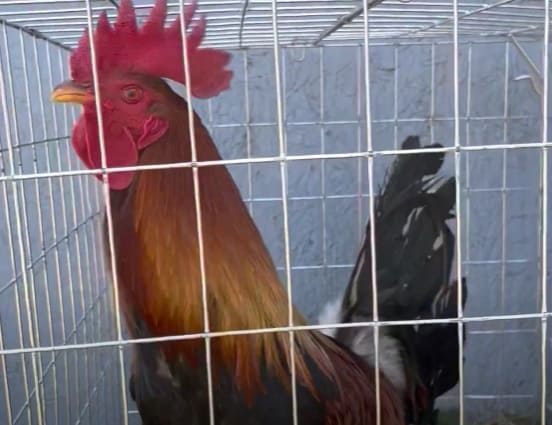 cruzas de gallos whitehackle