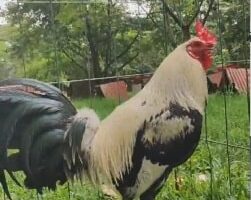 gallos giros grey