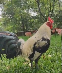 gallos giros grey