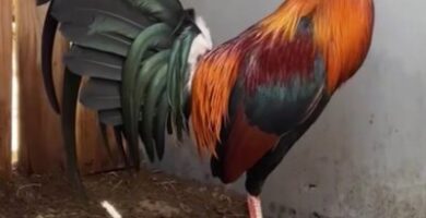 gallos de pelea roundhead caracteristicas