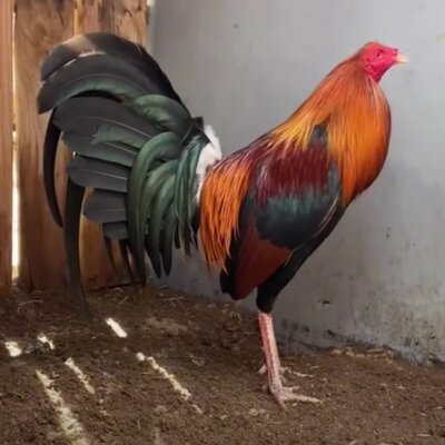 gallos de pelea roundhead caracteristicas