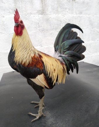 manual del gallo de pelea