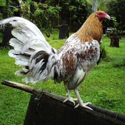 gallos cenizos giros