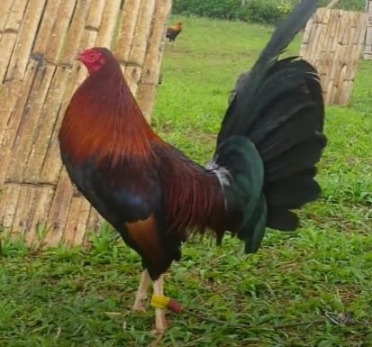 caracteristicas de los gallos whitehackle